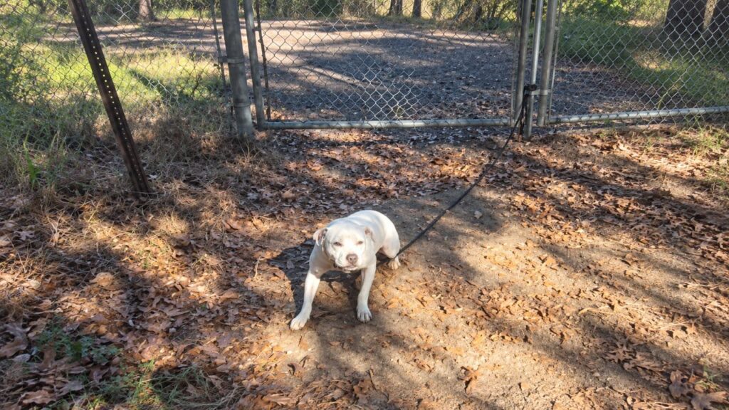 Cadela é encontrada encharcada e amarrada ao portão de abrigo, mas relaxa imediatamente ao reencontrar seus donos