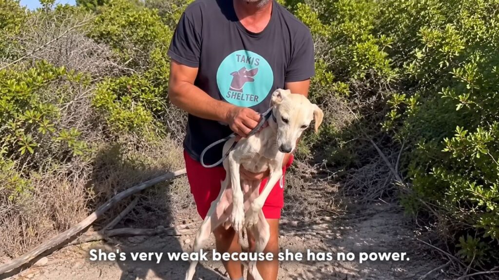 Cachorra encontrada pele e osso ainda corria para receber cada pessoa que aparecia, e sua reação comoveu os socorristas