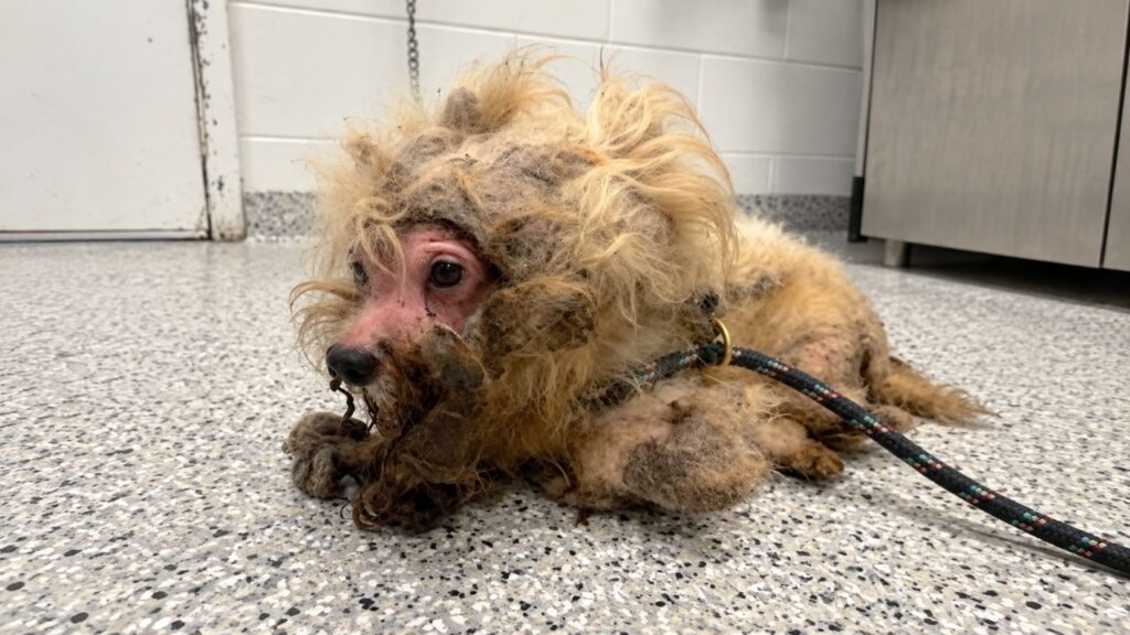 Cadela passa anos escondida sob pelos extremamente embaraçados e reação ao sentir o sol na pele pela primeira vez emociona