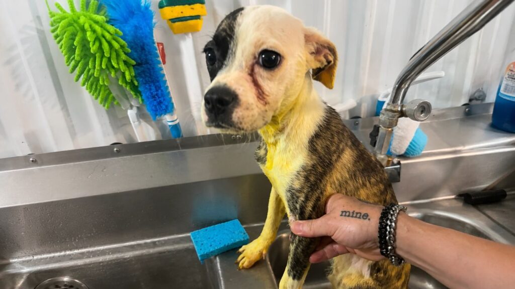 Cachorrinha vira-lata estava tão suja que precisou de 16 banhos para revelar sua verdadeira aparência e surpreendeu até quem participou do resgate