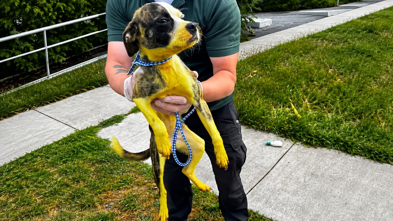 Cachorrinha vira-lata estava tão suja que precisou de 16 banhos para revelar sua verdadeira aparência e surpreendeu até quem participou do resgate