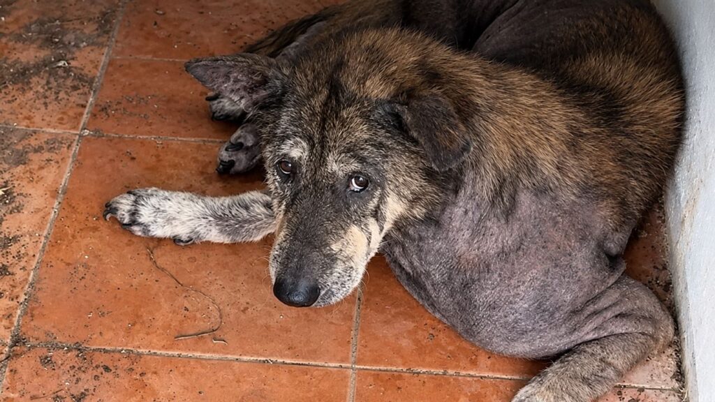 Depois de ser abandonado, cão definha sozinho e espera pelo encontro que pode mudar tudo