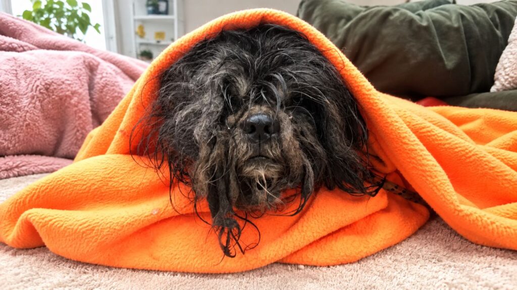 Cão encontrado com pelos completamente emaranhados mal conseguia se mover e fica irreconhecível após perder quase 3 kg de pelo