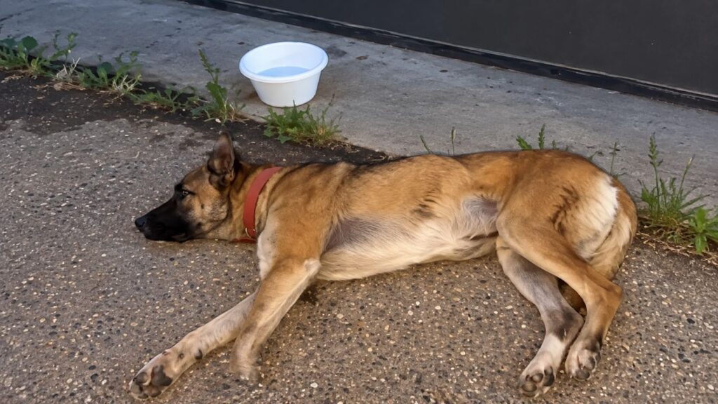 Mulher vê publicação sobre cachorro que parecia ter ‘desistido de tudo’, corre para ajudá-lo e muda completamente o destino do animal