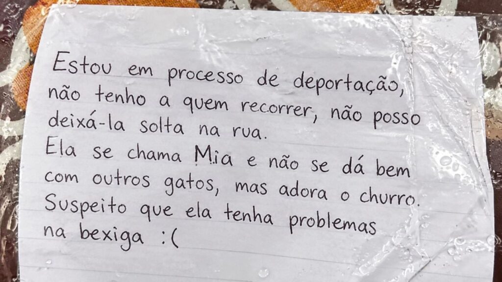 Prestes a ser deportada e sem saber se verá seu gato novamente, tutora deixa um último pedido emocionante para quem encontrá-lo