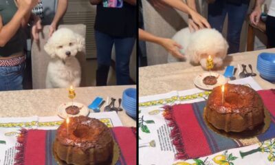 Poodle branco sentado à mesa com bolo de aniversário, vela '5' e pessoas ao redor