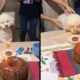 Poodle branco sentado à mesa com bolo de aniversário, vela '5' e pessoas ao redor