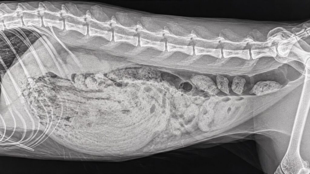 Gato adoece repetidas vezes e preocupa tutores até veterinário descobrir 35 objetos idênticos do dia a dia escondidos dentro de seu estômago