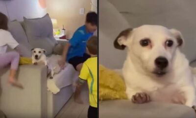 Cão branco com olhos arregalados e crianças brincando em sofá de sala de estar