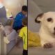 Cão branco com olhos arregalados e crianças brincando em sofá de sala de estar