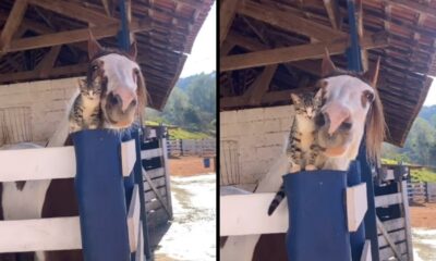 Gato rajado cinza próximo à cabeça de cavalo marrom e branco em estábulo