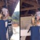 Gato rajado cinza próximo à cabeça de cavalo marrom e branco em estábulo