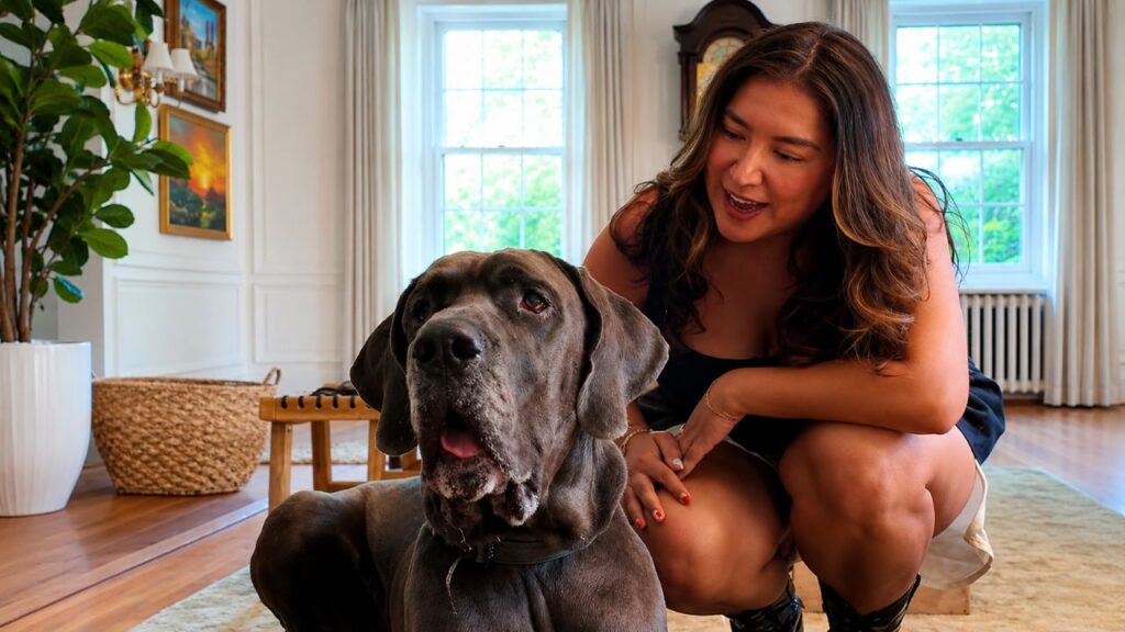 Mulher transforma mansão de 235 anos para deixar seu gigantesco Dogue Alemão confortável dentro de casa