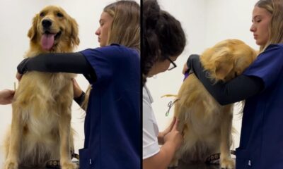 Golden retriever em clínica veterinária, primeiro feliz e depois escondendo o rosto na veterinária