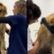 Golden retriever em clínica veterinária, primeiro feliz e depois escondendo o rosto na veterinária
