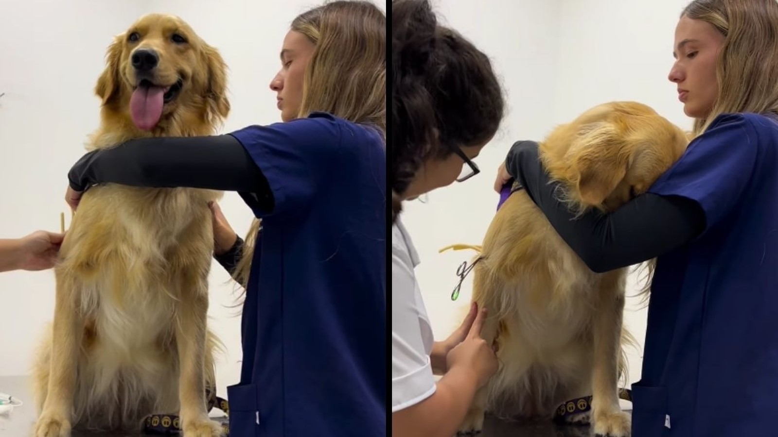 Golden retriever em clínica veterinária, primeiro feliz e depois escondendo o rosto na veterinária