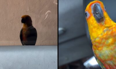 Pássaro jandaia de cabeça amarela e laranja em carro, visto de longe e em close