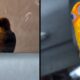 Pássaro jandaia de cabeça amarela e laranja em carro, visto de longe e em close