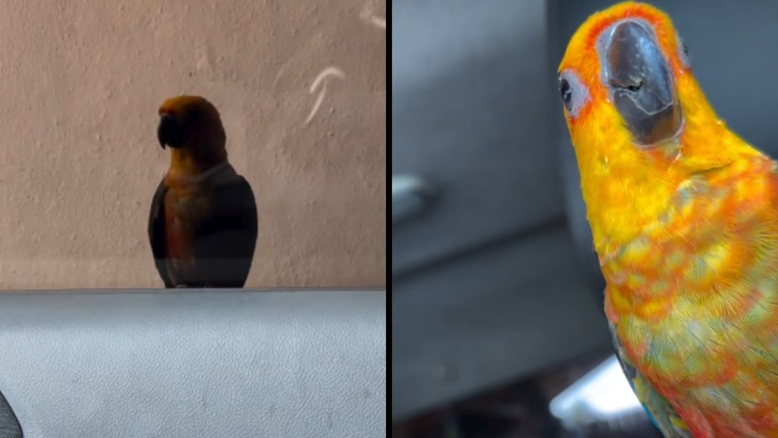 Pássaro jandaia de cabeça amarela e laranja em carro, visto de longe e em close