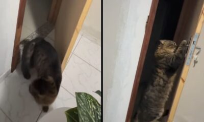 Gato em tela dividida: caminhando para porta na esquerda e abrindo a maçaneta na direita