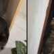 Gato em tela dividida: caminhando para porta na esquerda e abrindo a maçaneta na direita