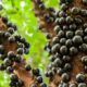 Jabuticabas escuras e arredondadas crescendo diretamente no tronco de duas árvores, com fundo verde
