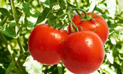 O erro que você comete ao descascar tomates e que chefs Michelin nunca fazem na água quente