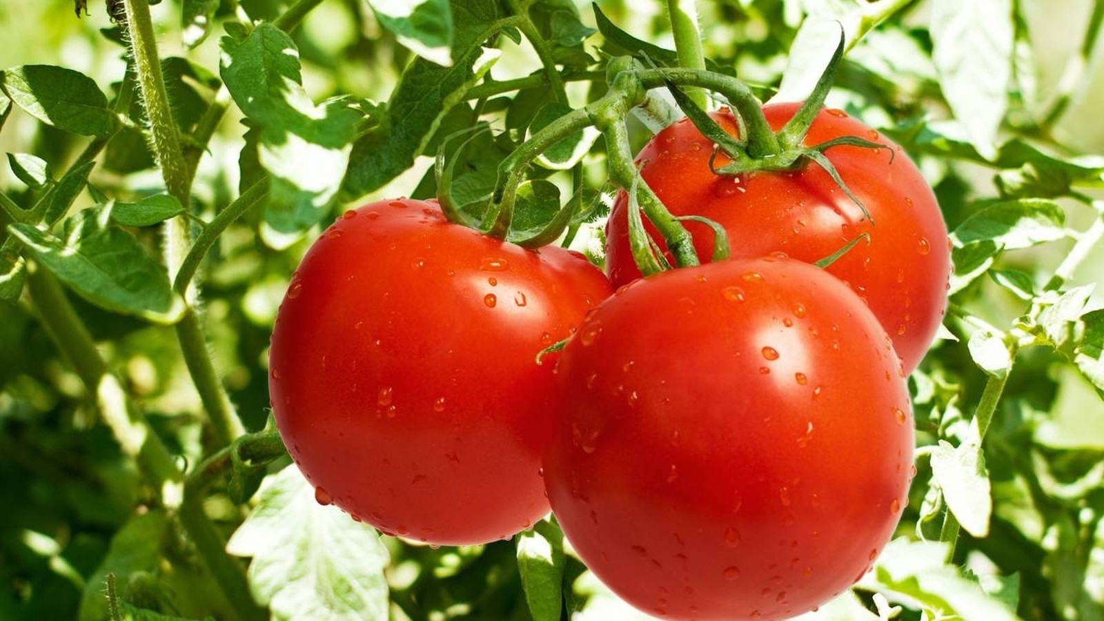 Três tomates vermelhos maduros, com gotículas de água, pendurados em uma videira verde
