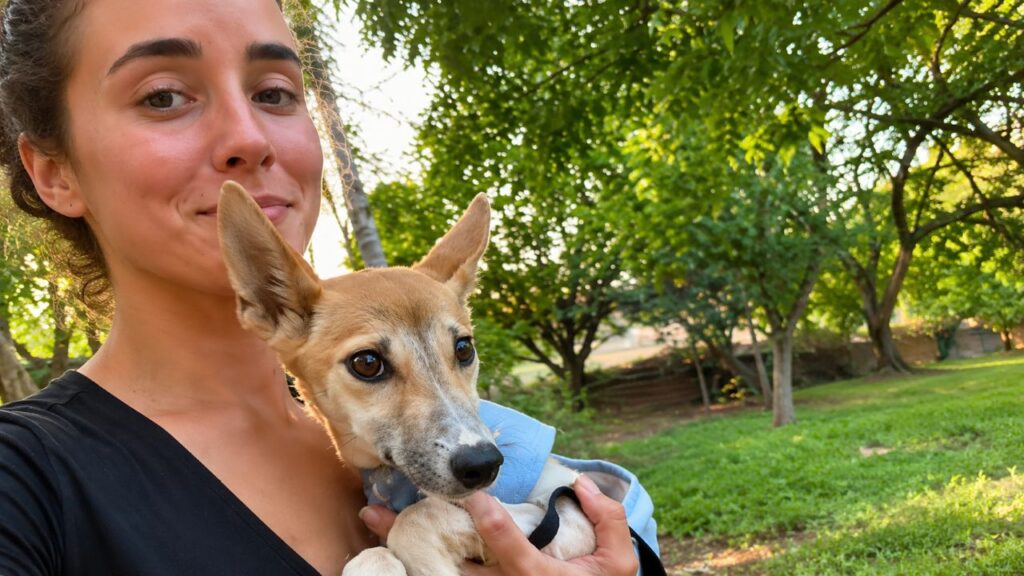 Filhote de dingo fica órfão e encontra em um humano o cuidado que precisava para crescer