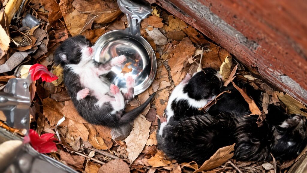Mulher olha para vão estreito entre duas casas e se surpreende ao encontrar uma pilha de bebês recém-nascidos escondida no local