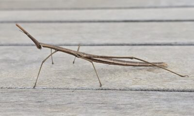 Bicho-pau: conheça o inseto especialista em camuflagem