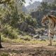 Bruce Lee sobre ser uma boa pessoa: “Esperar que a vida te trate bem por ser boa pessoa é como esperar que um tigre não te ataque por ser vegetariano.” Uma mensagem sobre bondade sem ingenuidade