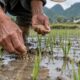 Provérbio chinês do dia: “Se você faz planos para um ano, semeie arroz; se os faz para 10 anos, plante árvores; e se os faz para a vida toda, eduque uma pessoa.” Uma lição sobre construir o futuro com paciência