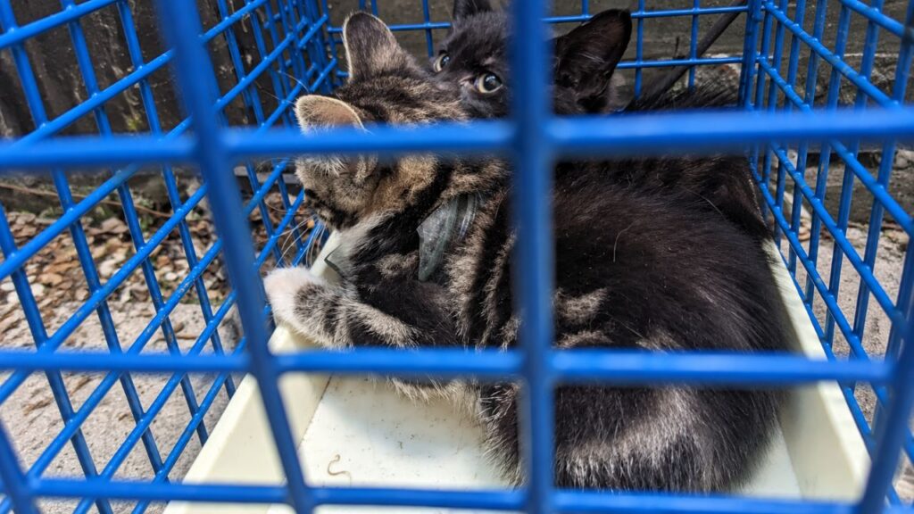 Homem encontra gatinha de rua com cacos de vidro presos ao pescoço e atitude desesperada para salvá-la emociona moradores e mobiliza resgate