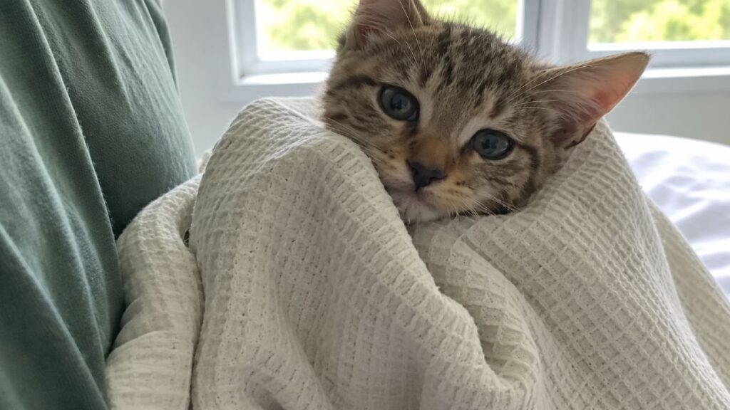 Mulher passa a vida dizendo que não gosta de gatos, mas uma adoção transforma tudo