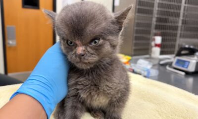 Gatinho ‘Megamente’ chega a abrigo com a cabeça gigantesca e raio-X revela o que realmente estava acontecendo