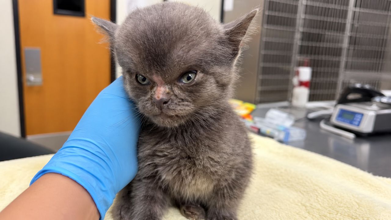 Gatinho ‘Megamente’ chega a abrigo com a cabeça gigantesca e raio-X revela o que realmente estava acontecendo