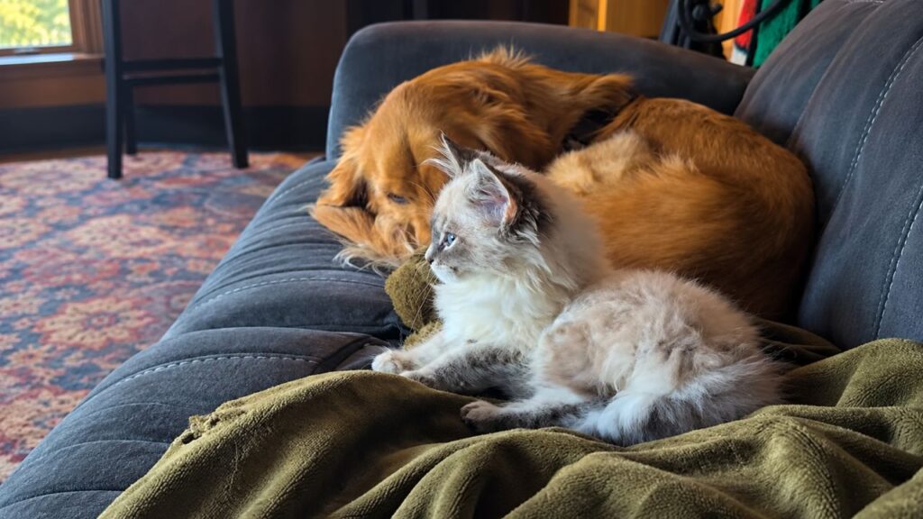 Gatinho minúsculo se recusa a desistir de cachorro rabugento e insiste em conquistar sua amizade até transformar completamente a relação entre os dois