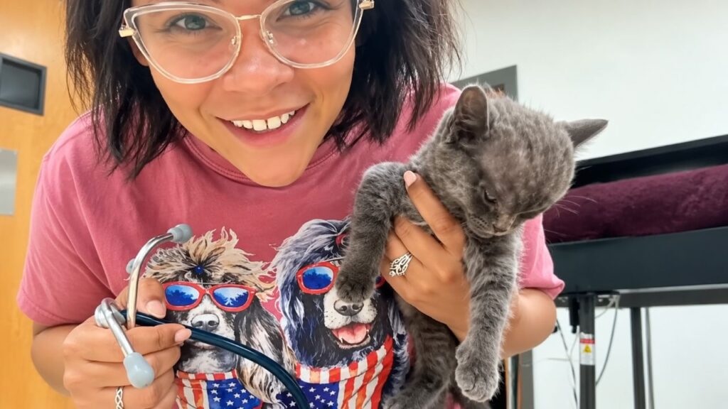 Gatinho ‘Megamente’ chega a abrigo com a cabeça gigantesca e raio-X revela o que realmente estava acontecendo