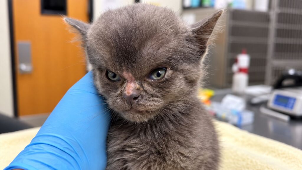 Gatinho ‘Megamente’ chega a abrigo com a cabeça gigantesca e raio-X revela o que realmente estava acontecendo