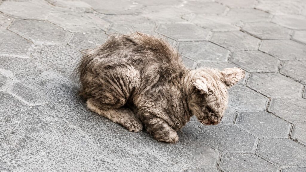 Gato de rua estava tão coberto por crostas que quase não dava para reconhecer seu rosto antes do resgate que mudou sua vida