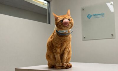 Homem adota gata achando que ela era comum até perceber algo estranho crescendo em seu nariz