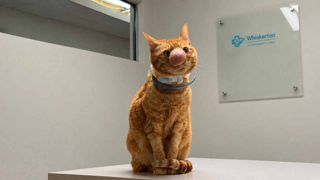 Homem adota gata achando que ela era comum até perceber algo estranho crescendo em seu nariz