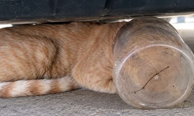 Gato fica 5 dias com um pote preso na cabeça sem conseguir beber água e surpreende ao sobreviver até ser resgatado