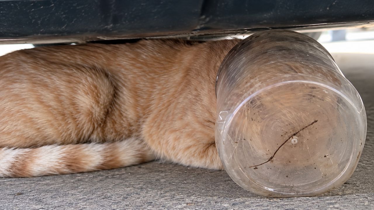 Gato fica 5 dias com um pote preso na cabeça sem conseguir beber água e surpreende ao sobreviver até ser resgatado