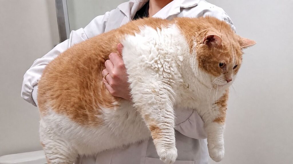 Gato de quase 20 kg inicia uma transformação impressionante para perder peso e voltar a ter mais qualidade de vida