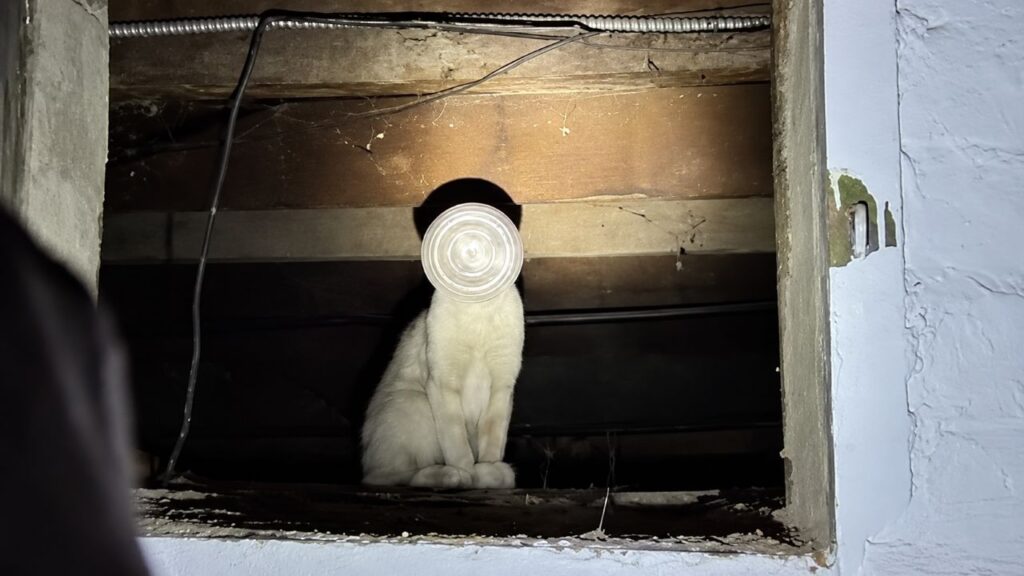 Gato fica 5 dias com um pote preso na cabeça sem conseguir beber água e surpreende ao sobreviver até ser resgatado