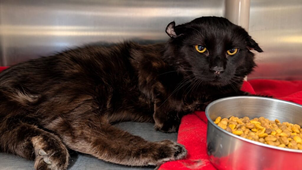 Gato com as orelhas deformadas após anos vivendo nas ruas só deseja uma chance de encontrar uma família que o ame e cuide dele para sempre