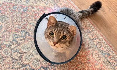 Gato adoece repetidas vezes e preocupa tutores até veterinário descobrir 35 objetos idênticos do dia a dia escondidos dentro de seu estômago