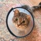 Gato adoece repetidas vezes e preocupa tutores até veterinário descobrir 35 objetos idênticos do dia a dia escondidos dentro de seu estômago